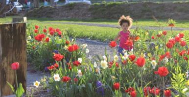 A child frolicking in the bulb garden.